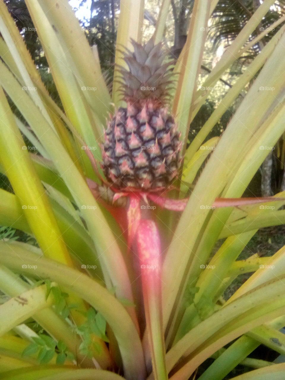 we all love to eat fruit  an we love all deferent ties of  fruits we love use them to make drink with them  this fruits is call pineapple .