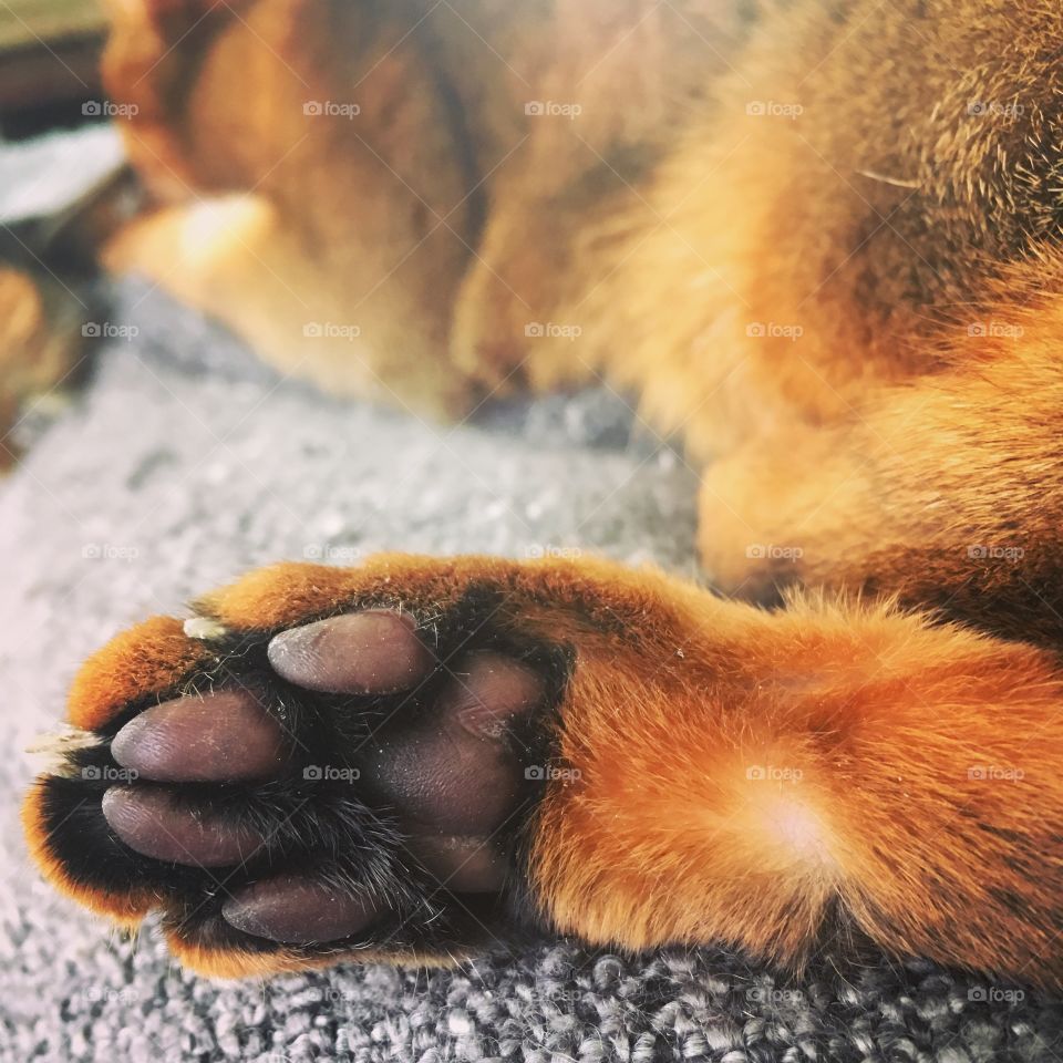 Abyssinian toe beans