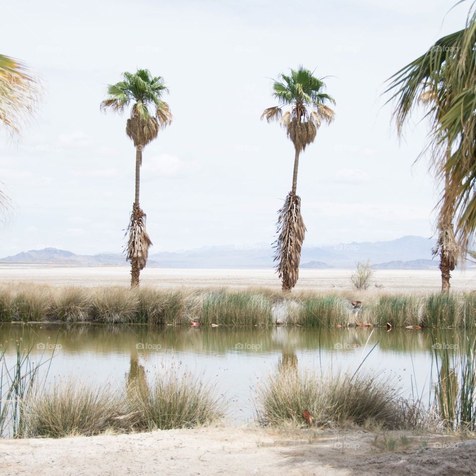 Epic oasis . An actual oasis in the desert.