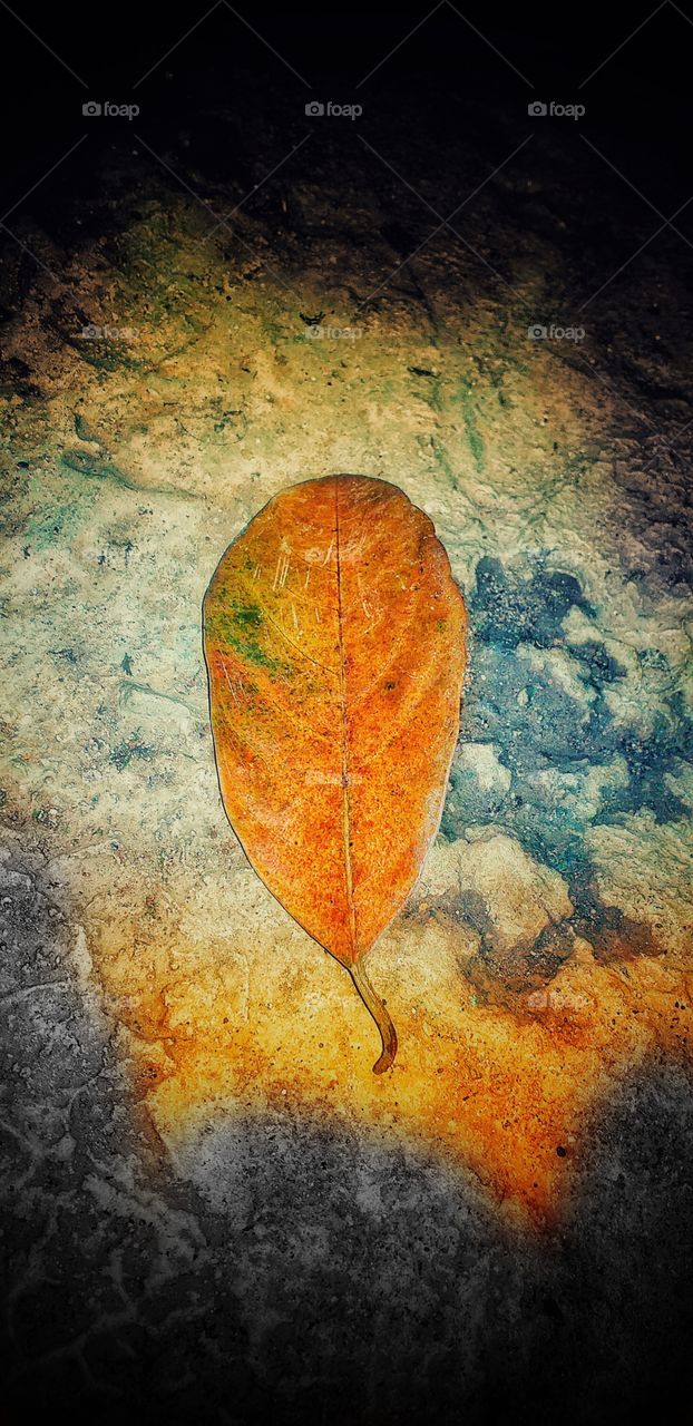 beautiful dried leaf in autumn season