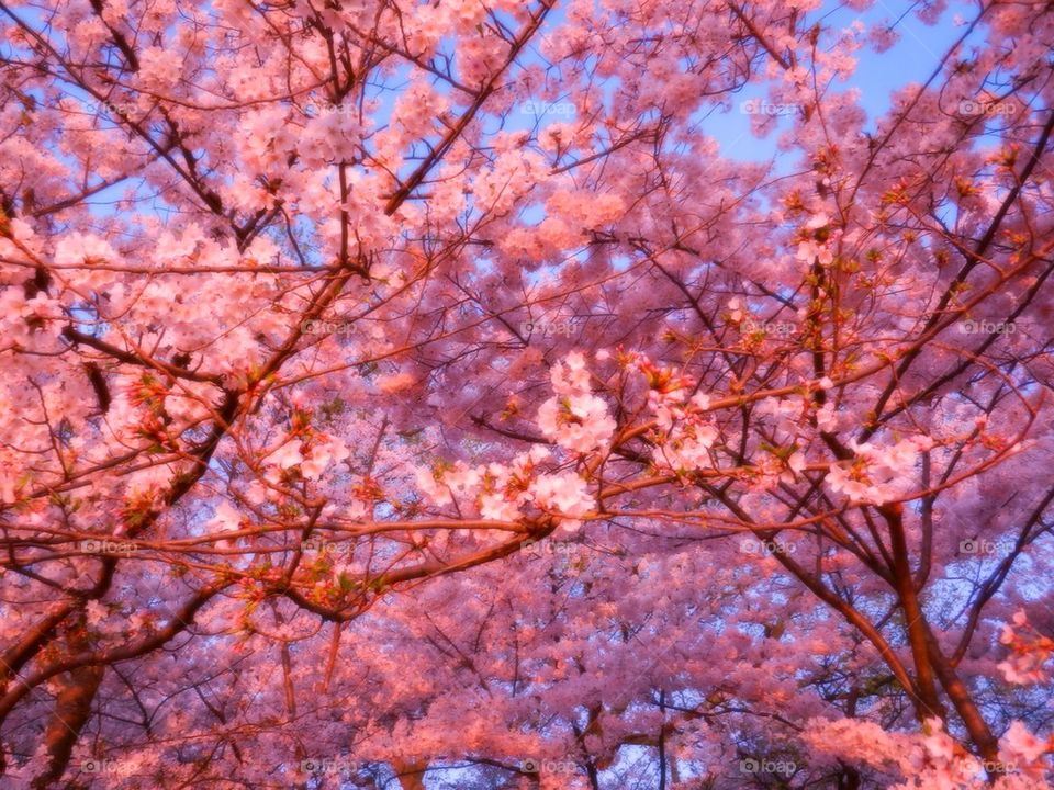 Cherry blossoms 2014 12