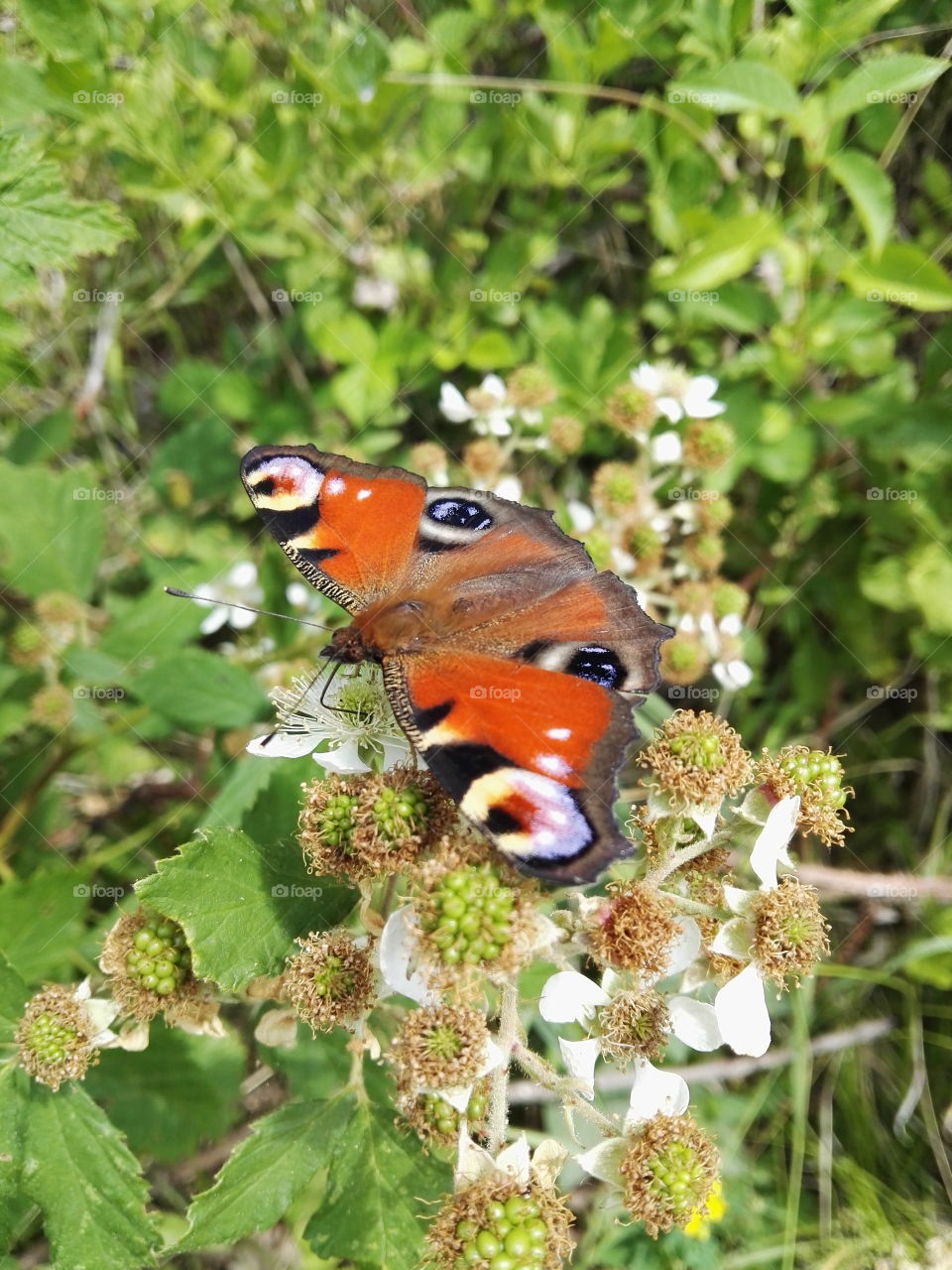 butterfly