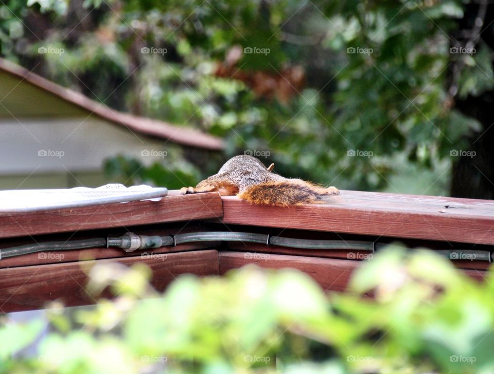 Squirrel Lazing Around 