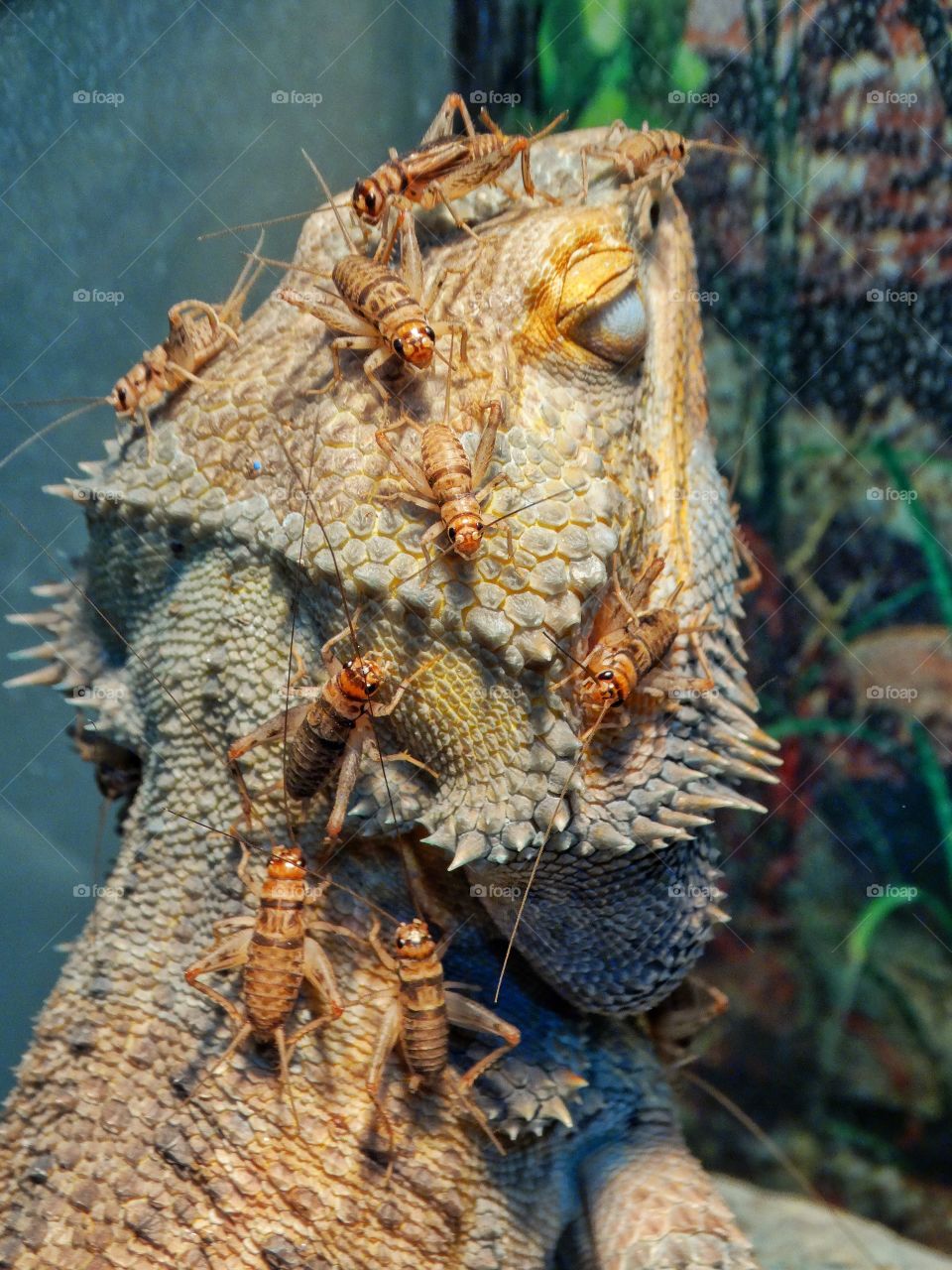 Bearded Dragon Lizard