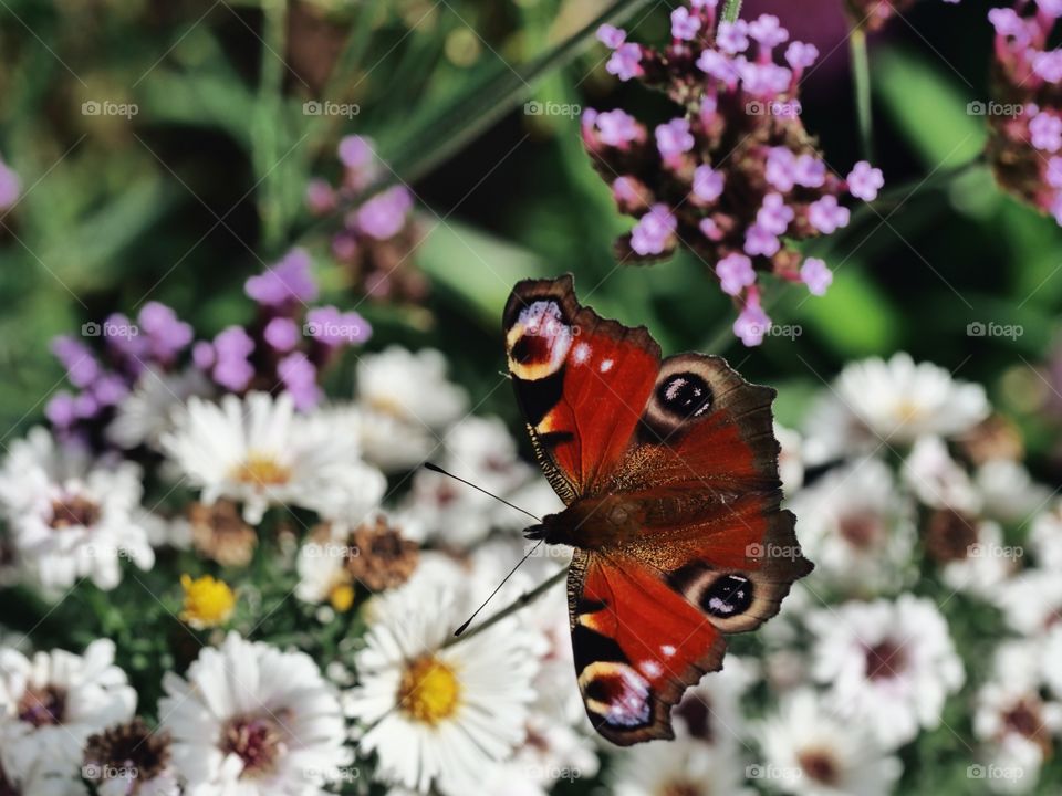 Peacock butterfly from above