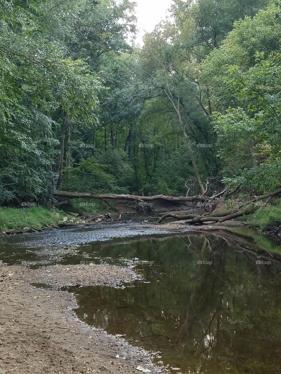 Water, Landscape, Nature, Wood, Tree