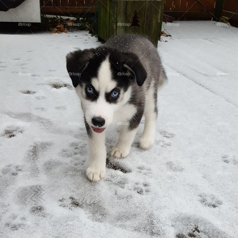 Luna in First Snow