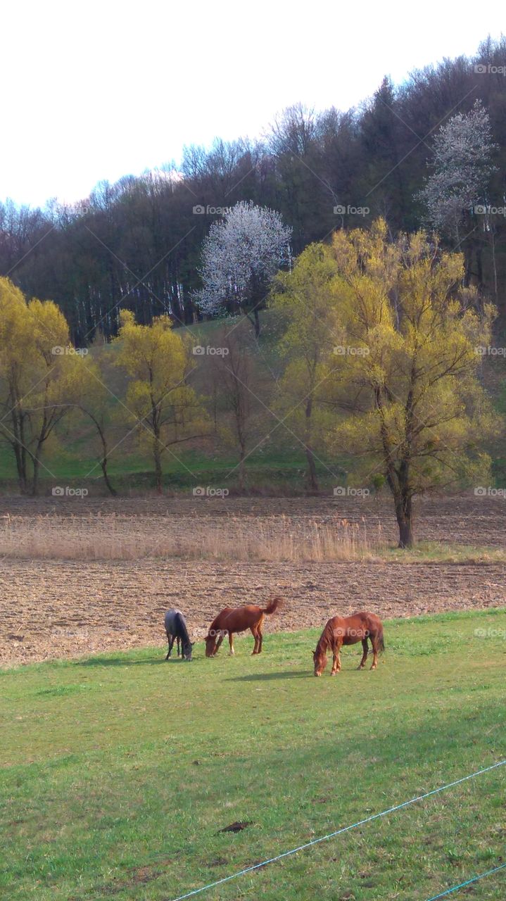 Horses