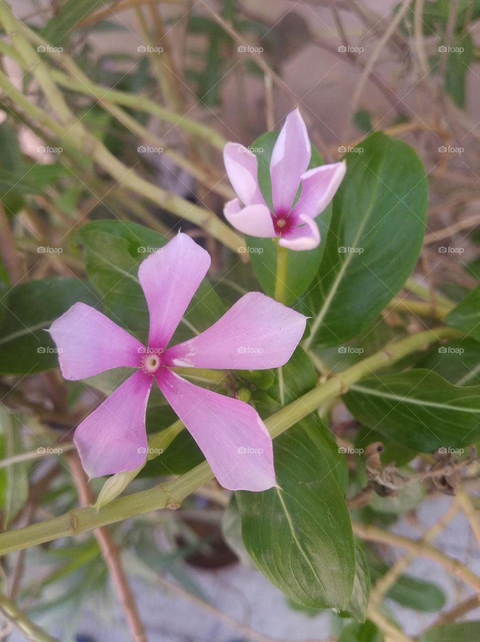 periwinkle pink flower fresh seasonal looking very beautiful generally found everywhere fresh seasonal