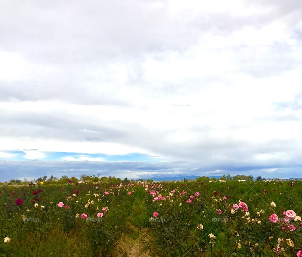 Field of Flowers