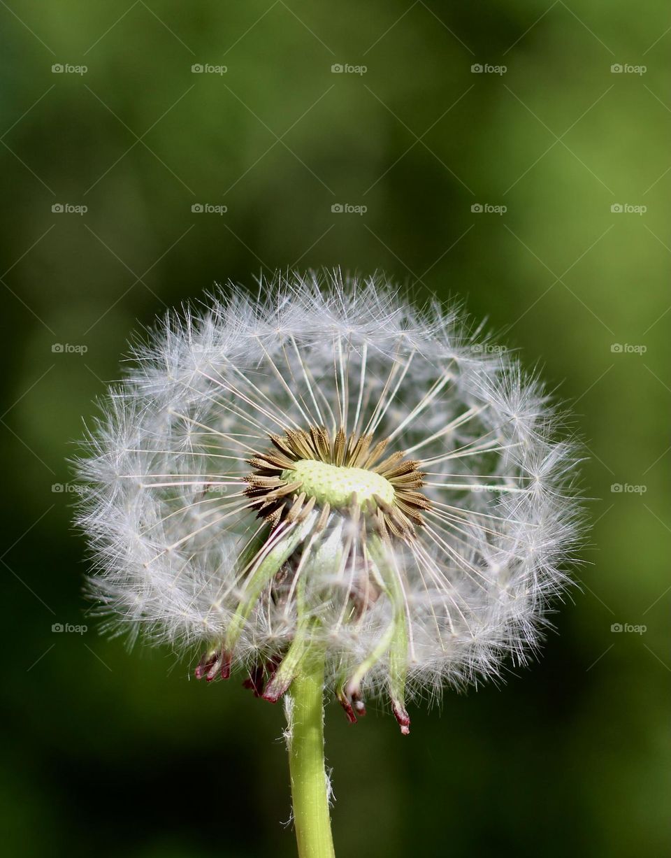 Dandelion seeds