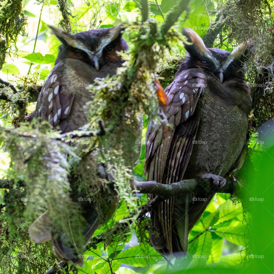 Crested owl