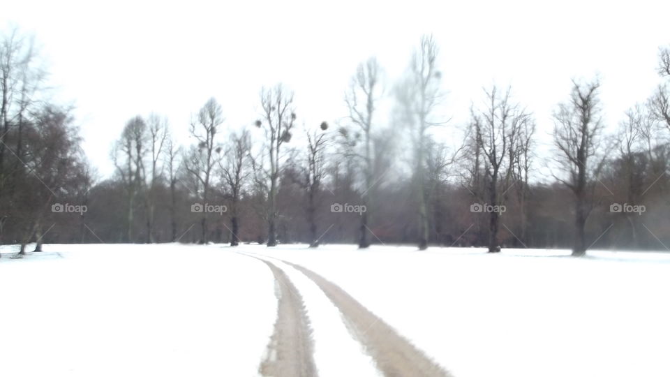 Winter, Snow, Weather, Tree, Landscape