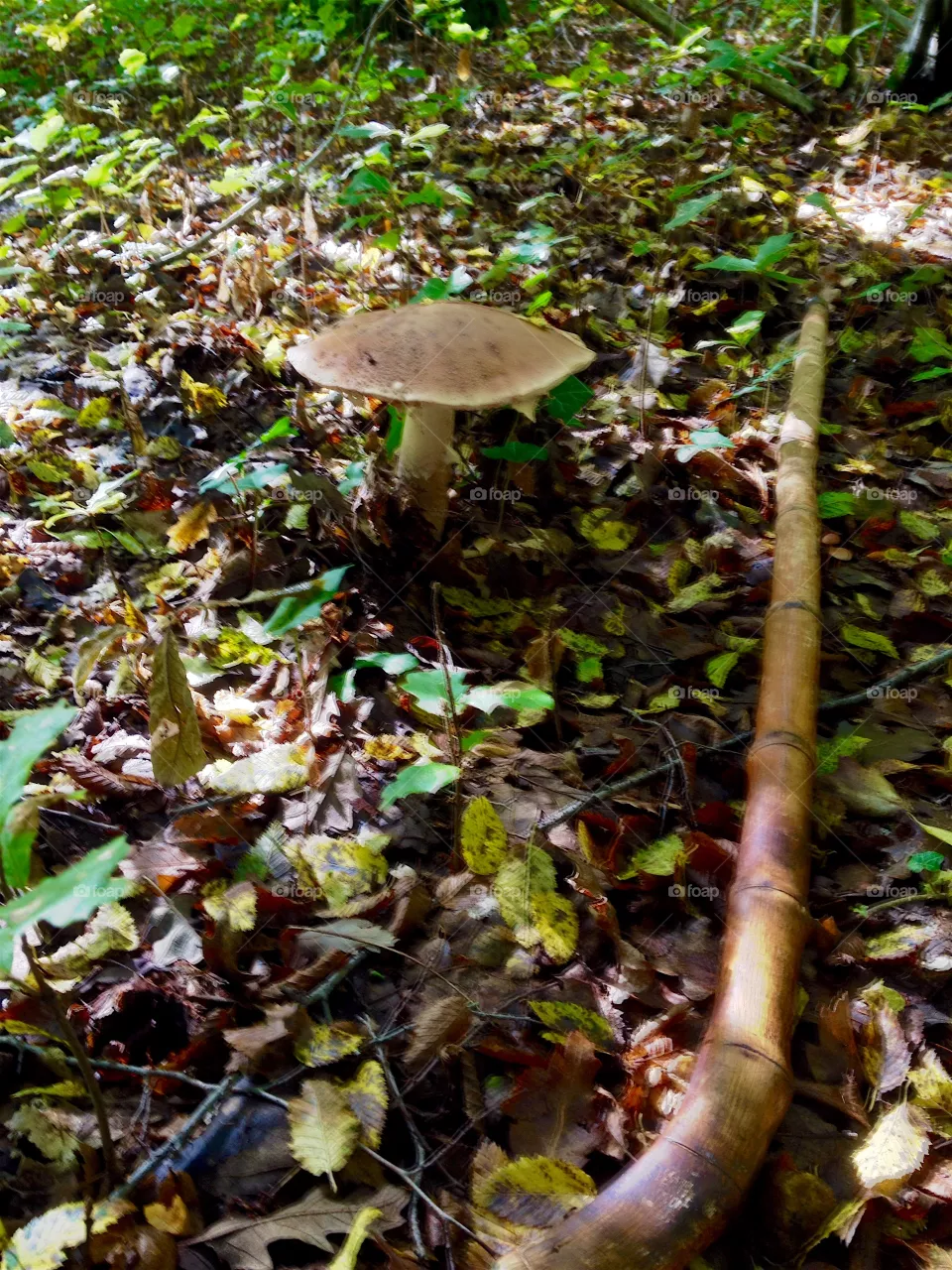 Mushroom