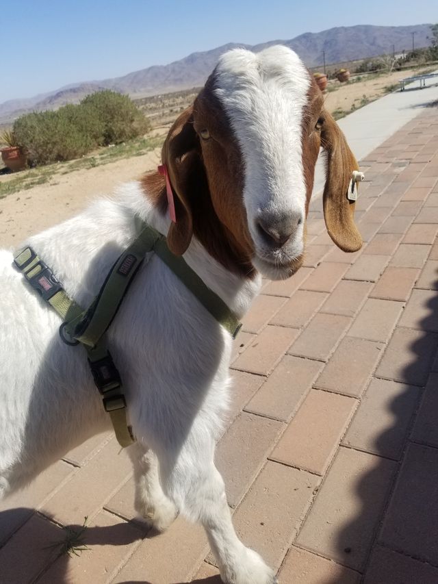 Smiling Happy white goat looking into phone camera.
