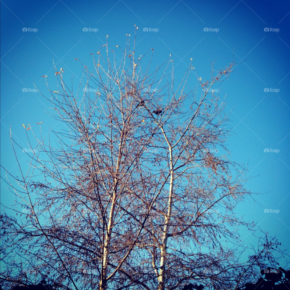 winter morning birds trees by zegfizz