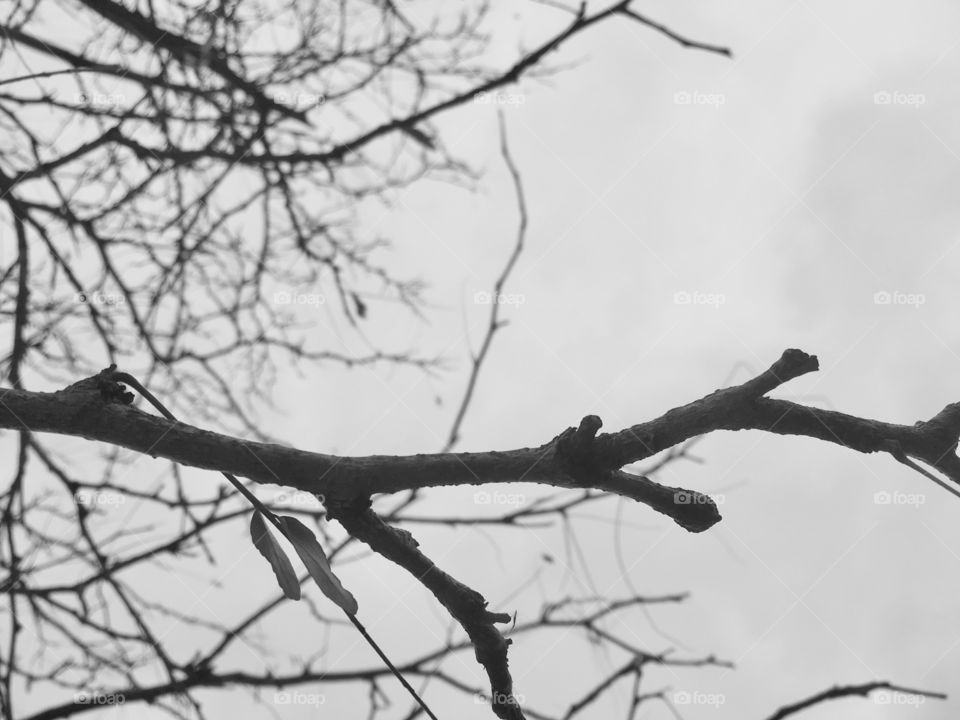 Grey tree branch in winter 