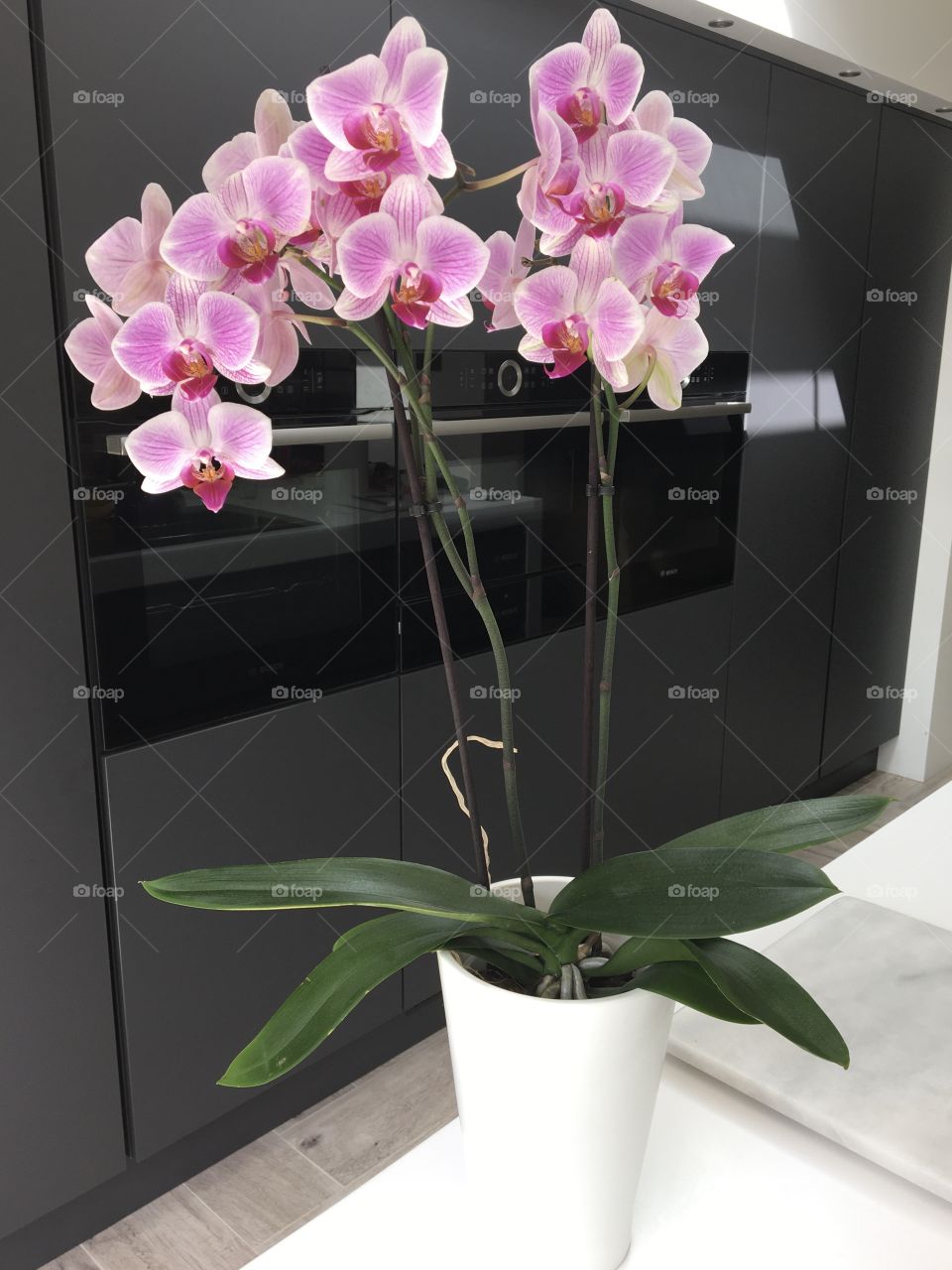 One of my six Orchids … I always have one in flower for most of the year … love these beautiful plants as they flower for months and months 