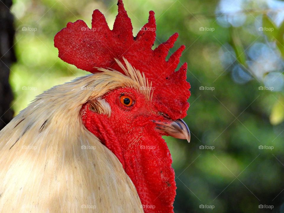 Unusual sus-pets! Rooster showing off his bright red comb and wattle. Cuddly, affectionate, unique and exotic companions