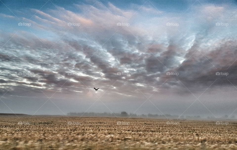 Hawk over Field on Dawn