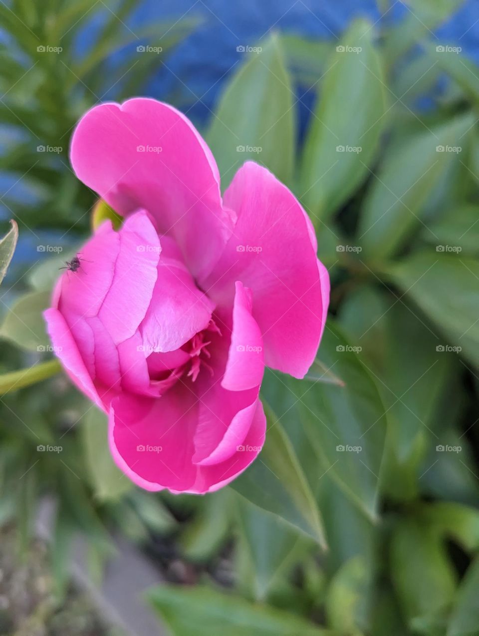 Little guy on big flower