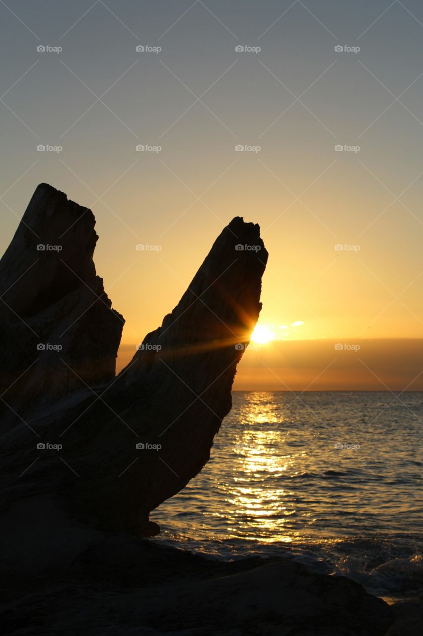 trunk at the sunset