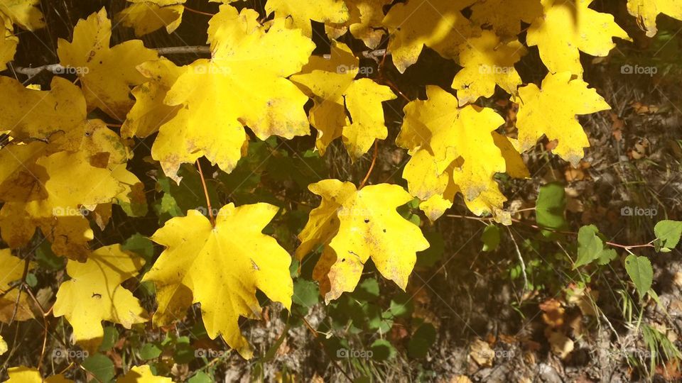 yellow maple leaves