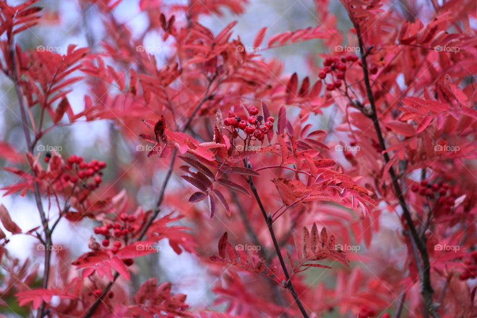 Close-up of rowanberries