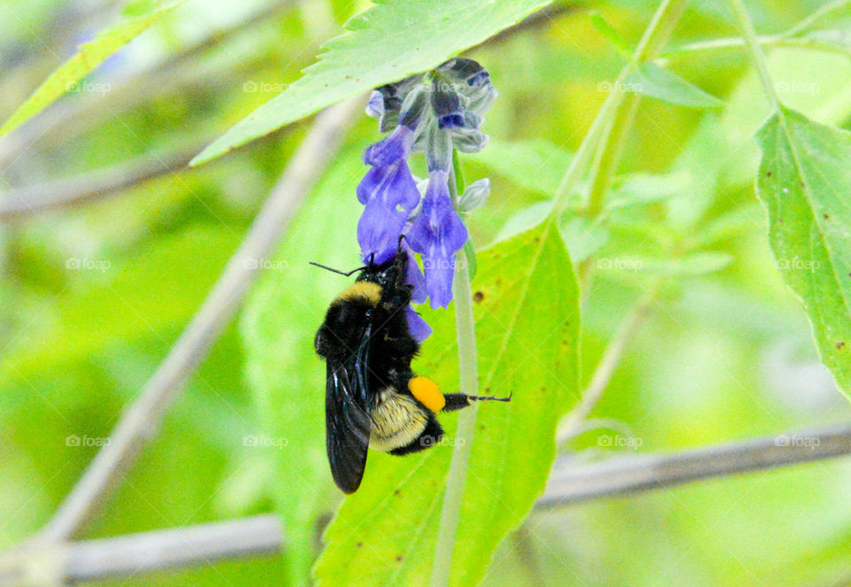 Bee with purple flower