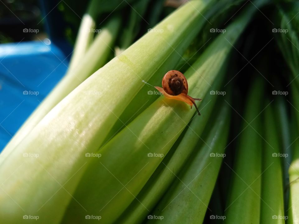 I accidentally found this little creature