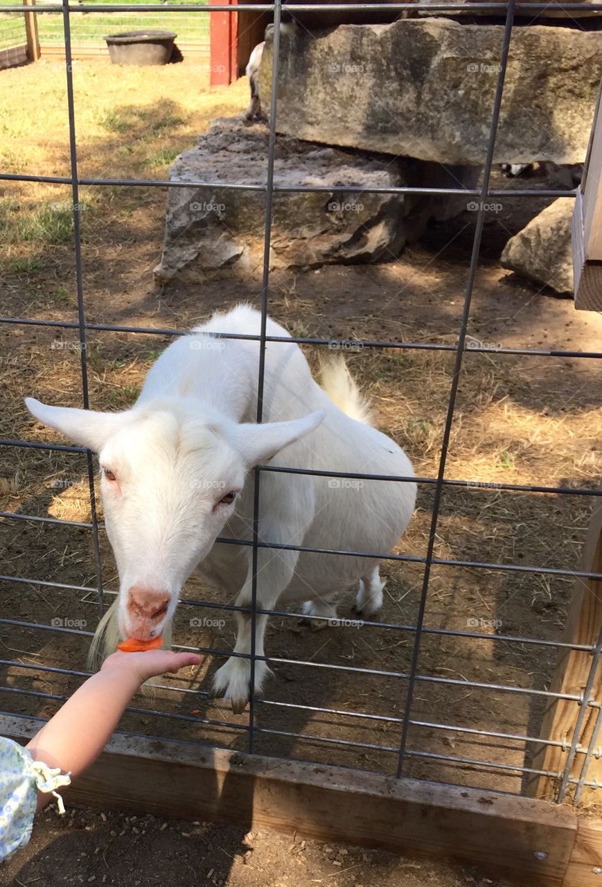 Feeding Goats