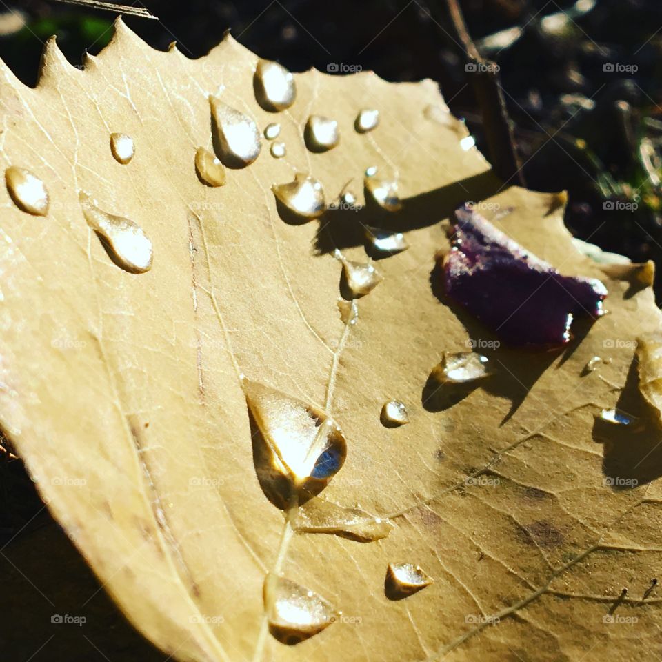 Morning dew on yellow leaf
