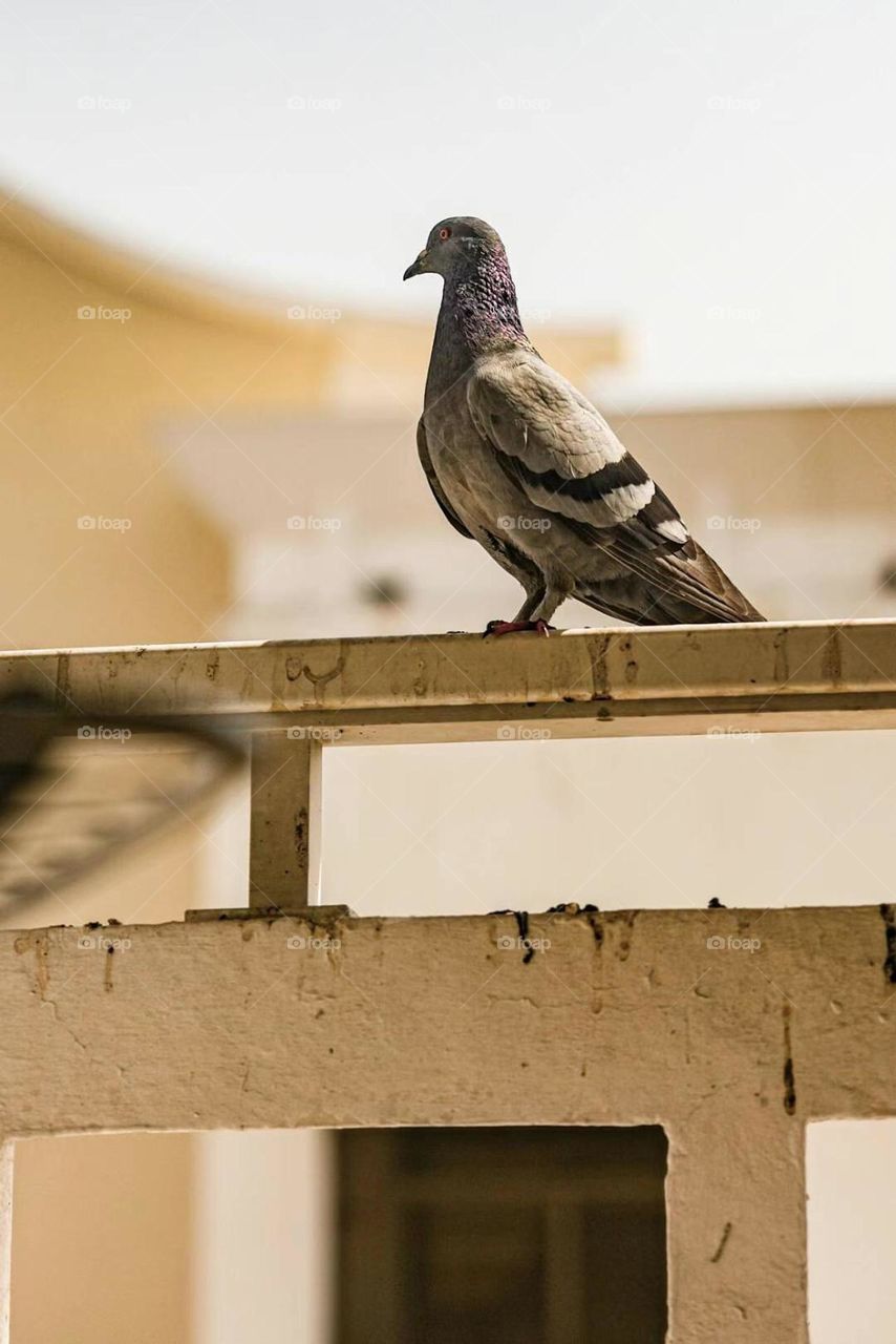 Shooting dove 