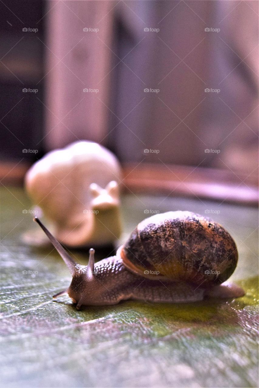 snail moving around on a green table with a white ceramic snail watching him in the background