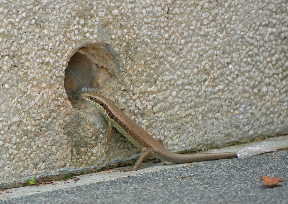 plestiodon quadrilineatus