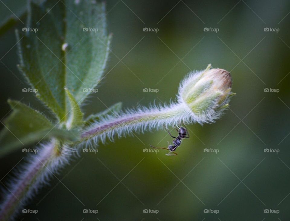Formiga em Missão Impossível no meu minijardim