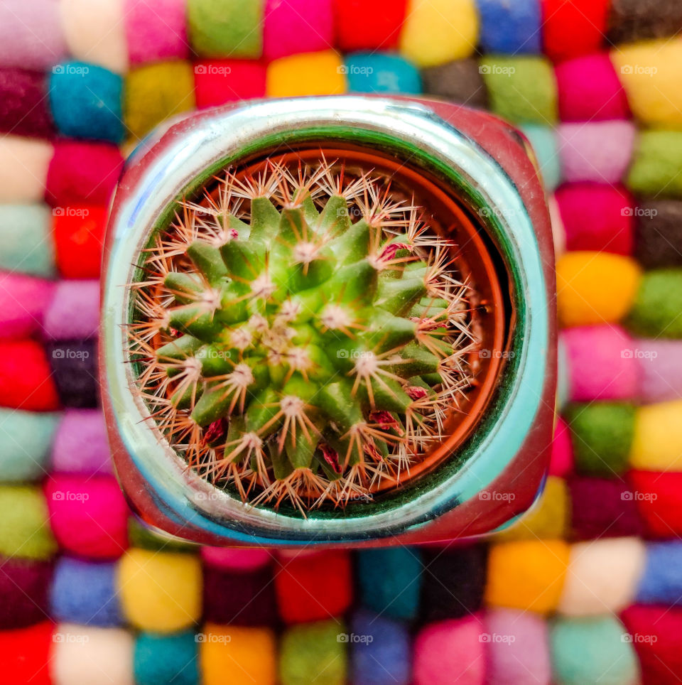 Flora in a colorful background