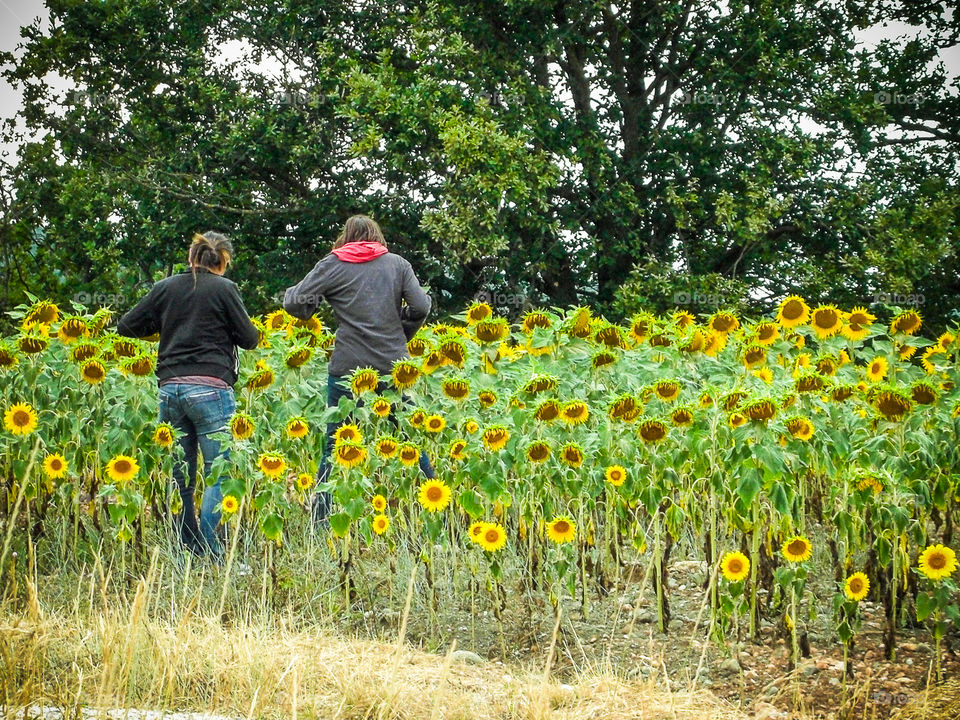 Strolling in sunflower fields