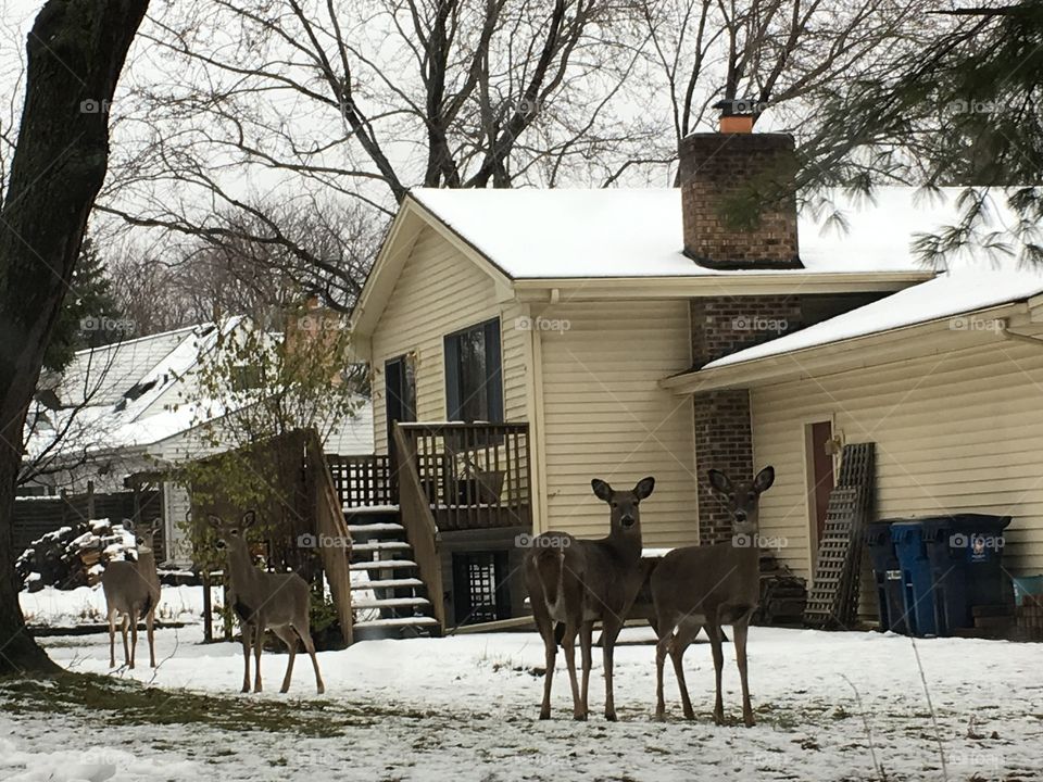 Christmas deer