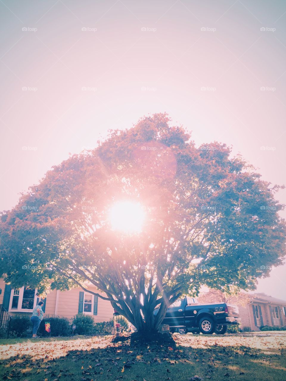 The sun shines through a grand tree