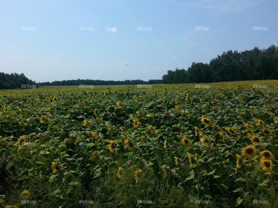 sunflower field