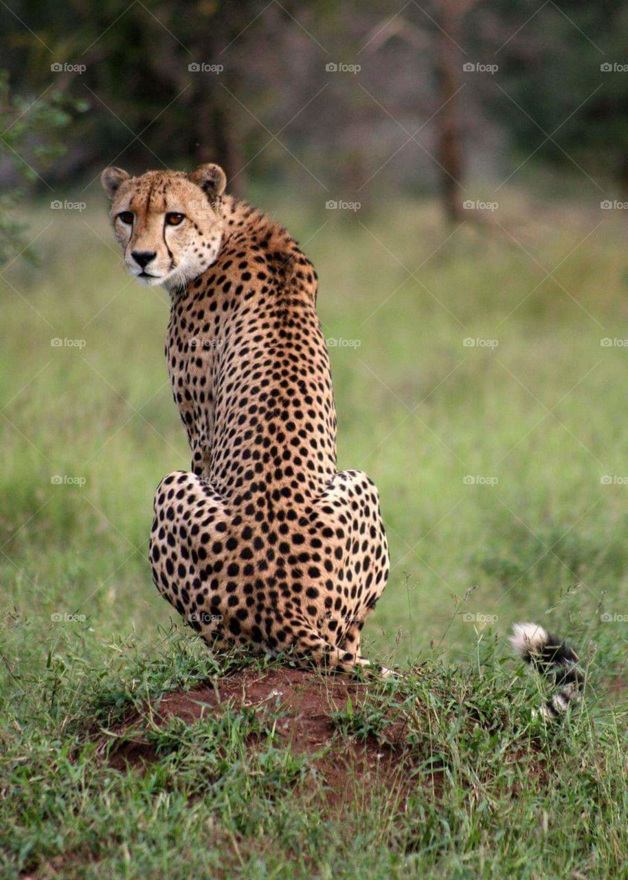 African animal leopard 🐆