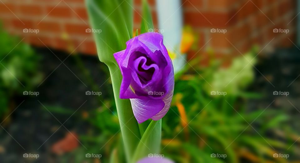 Beautiful purple flower growing in the garden in the shape of a heart.