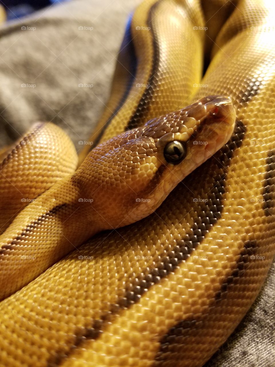 My ball python Macchiato relaxing on my pillow.