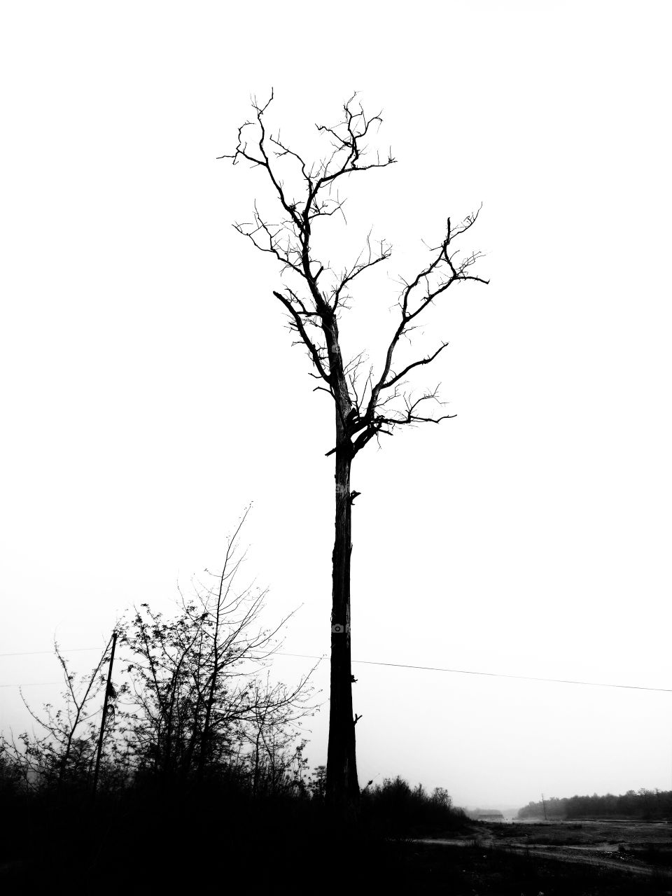 Tree black and white