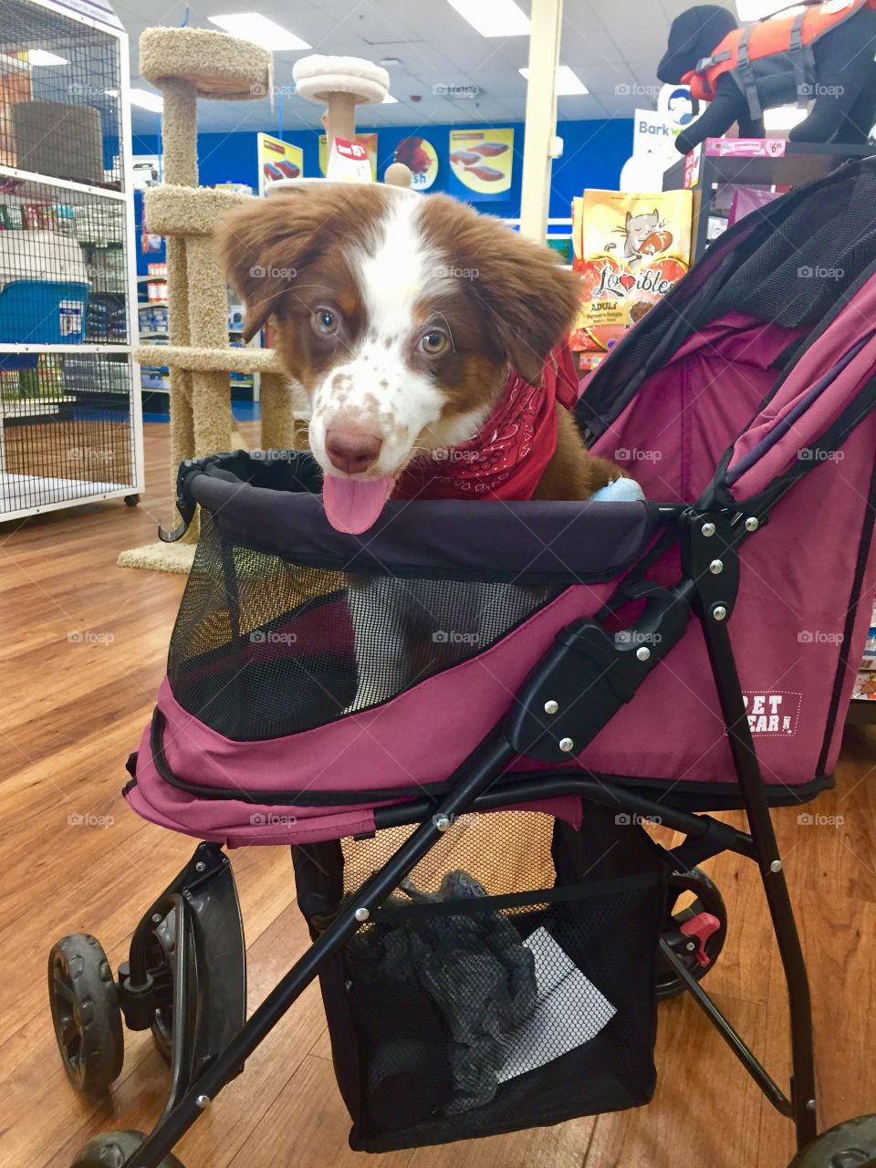 Australian Shepherd puppy wearing a bandana sitting in a dog stroller at a pet store