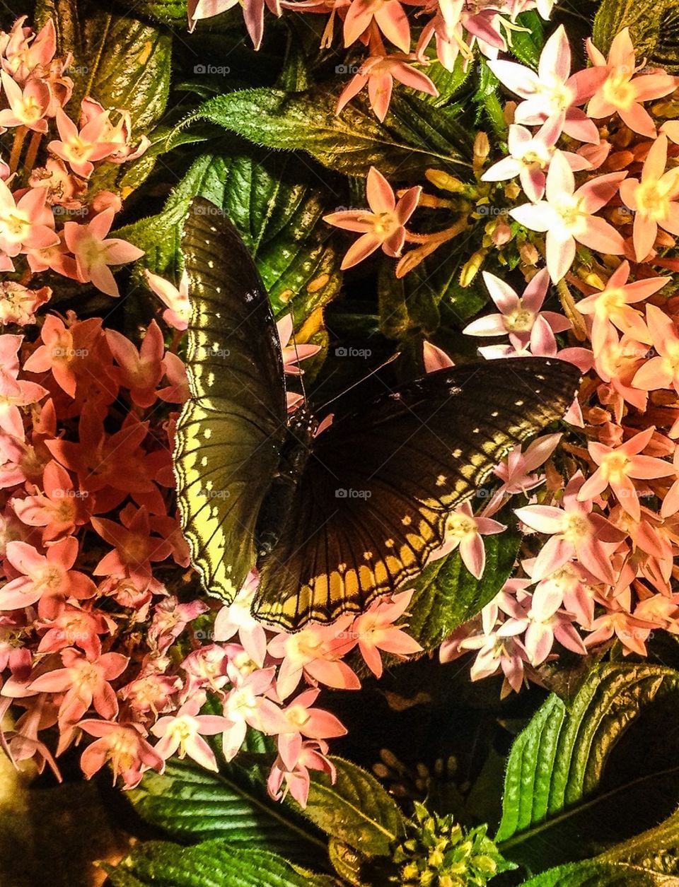 Butterfly in Bloom