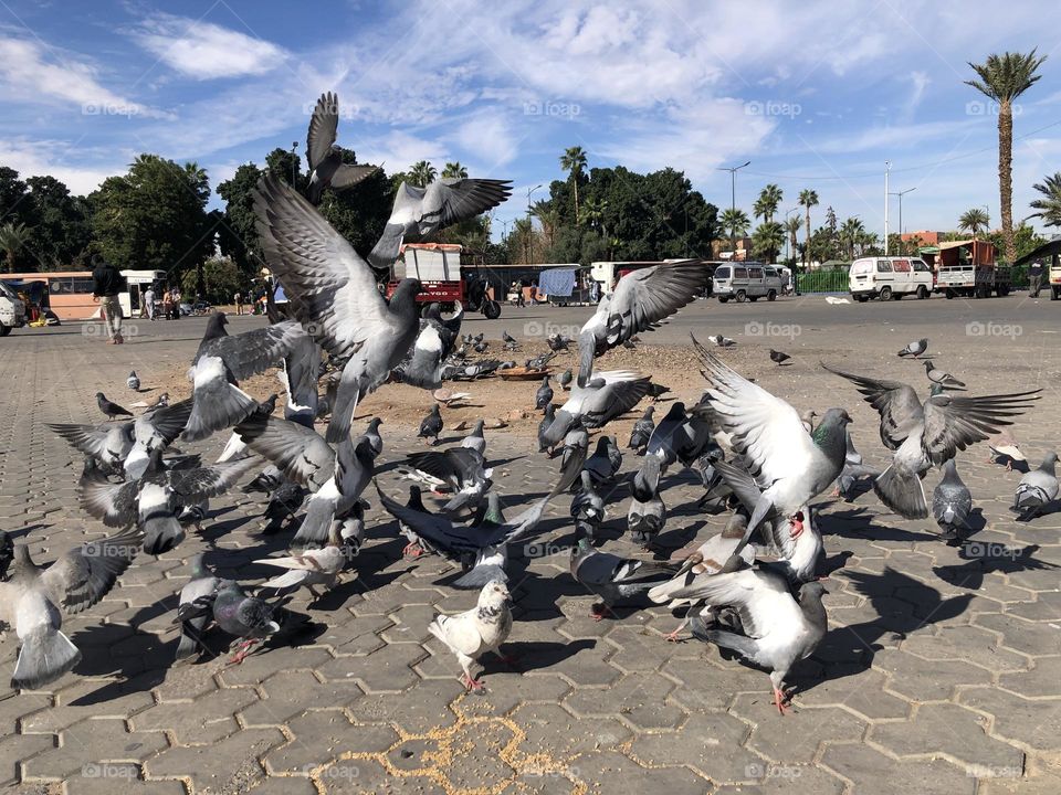 a group of flying pigeons 