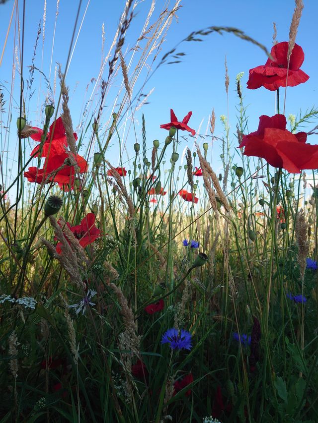 field of flowers