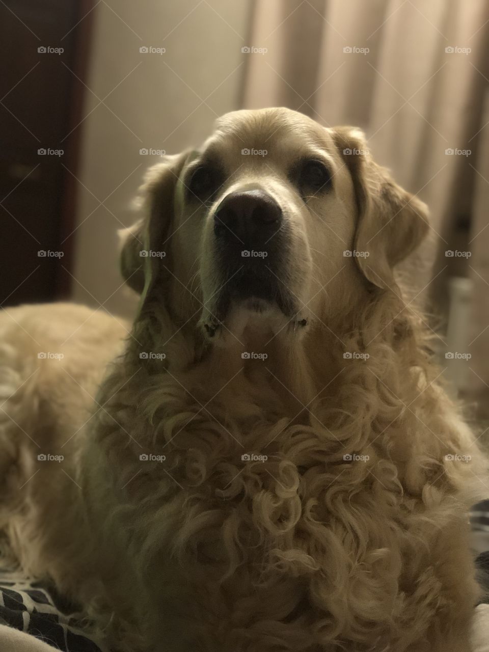 Nocas (Golden Retriever)